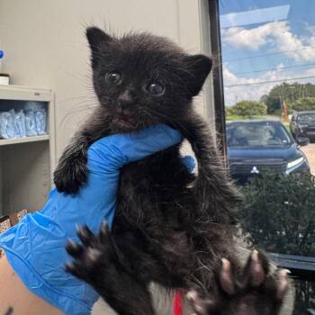 Sternum -  Domestic Short Hair Cat for Adoption in Columbiana, Alabama - Sternum | PetCurious