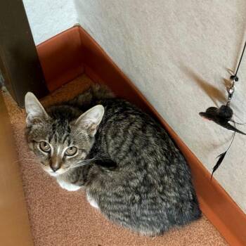 Tanis -  Domestic Short Hair Cat for Adoption in Ballston Spa, New York - Tanis | PetCurious