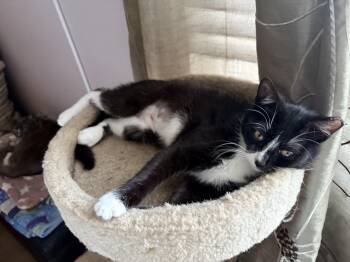 Domestic Short Hair Cats Available for Adoption in Hayward, California - Chiki  | PetCurious
