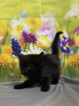 Domestic Short Hair Cats Available for Adoption in San Antonio, Texas - Sumo | PetCurious