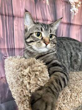 Clover -  Domestic Short Hair Cat for Adoption in Aurora, Nebraska - Clover | PetCurious