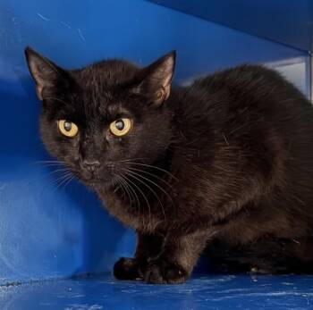 OLIVE -  Domestic Short Hair Cat for Adoption in Westminster, Maryland - OLIVE | PetCurious