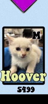 Hoover -  Siamese Cat for Adoption in Marvin, North Carolina - Hoover | PetCurious
