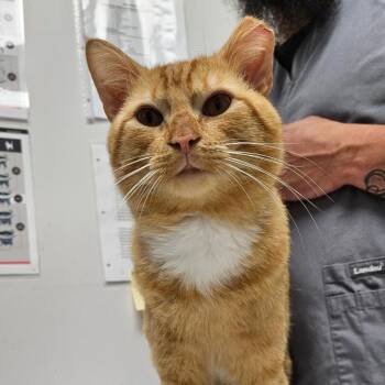 Fred -  Domestic Short Hair Cat for Adoption in Oneonta, New York - Fred | PetCurious