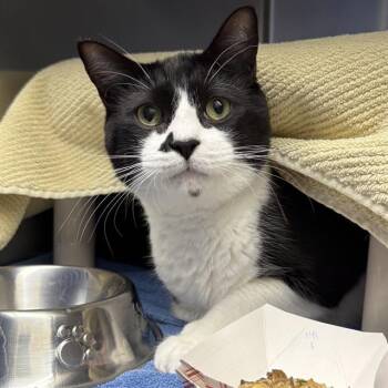 Domestic Short Hair Cats Available for Adoption in Las Vegas, Nevada - GREEN DAY | PetCurious