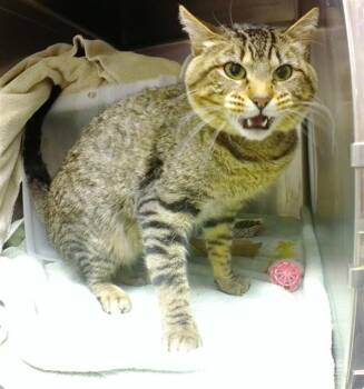 Domestic Short Hair Cats Available for Adoption - BJORN | PetCurious