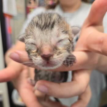Sushi -  Domestic Short Hair Cat for Adoption in Leander, Texas - Sushi | PetCurious