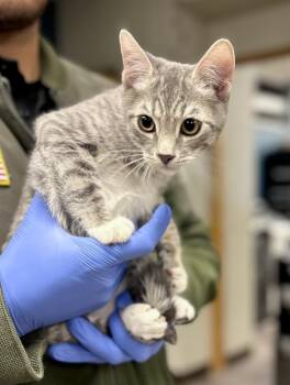 Suzie -  Domestic Short Hair Cat for Adoption in Victorville, California - Suzie | PetCurious