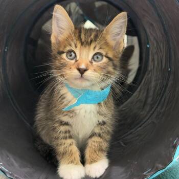 Sassafras -  Domestic Short Hair Cat for Adoption in Kent, Washington - Sassafras | PetCurious
