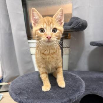 Cutting Board -  Domestic Short Hair Cat for Adoption in Hudsonville, Michigan - Cutting Board | PetCurious