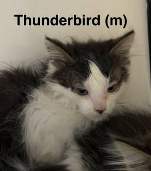 Thunderbird -  Domestic Long Hair Cat Available for Adoption in Saugerties, New York - Thunderbird | PetCurious