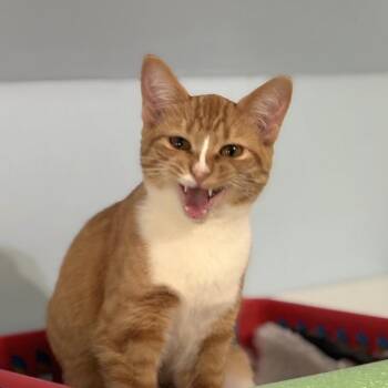 Domestic Short Hair Cats Available for Adoption - Gingham | PetCurious