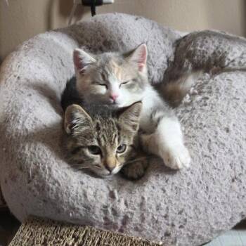 Posey -  Domestic Short Hair Cat for Adoption in Canal Winchester, Ohio - Posey | PetCurious