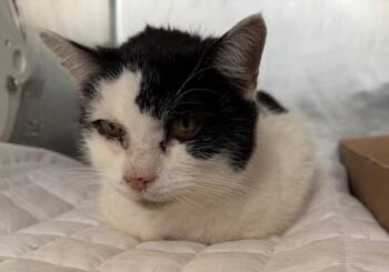 Cherry Pie -  Domestic Short Hair Cat for Adoption - Cherry Pie | PetCurious