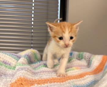 Marmalade -  Domestic Short Hair and Tabby Cat for Adoption in Batesville, Arkansas - Marmalade | PetCurious