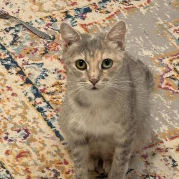 Maggie -  Domestic Short Hair Cat for Adoption - Maggie | PetCurious
