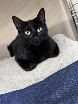 Domestic Short Hair Cats Available for Adoption in Rosenberg, Texas - Royal Moon | PetCurious