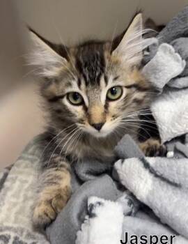 Jasper -  Domestic Long Hair Cat for Adoption in Hollister, California - Jasper | PetCurious