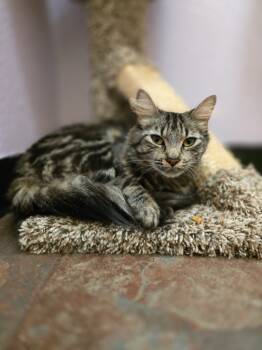 Rescue Domestic Long Hair Cats for Adoption in Sebastian, Florida - Freya | PetCurious