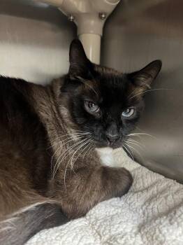 Siamese Cats Available for Adoption in Oakdale, California - Tornado | PetCurious
