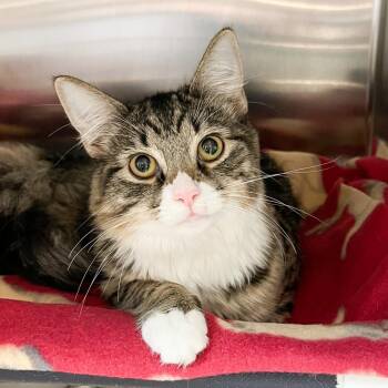 Ruby -  Domestic Medium Hair Cat for Adoption in Charlottesville, Virginia - Ruby | PetCurious