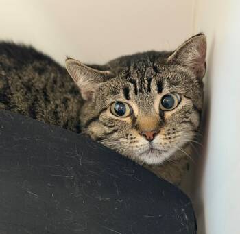 Domestic Short Hair Cats Available for Adoption in Columbia, Illinois - Eden | PetCurious