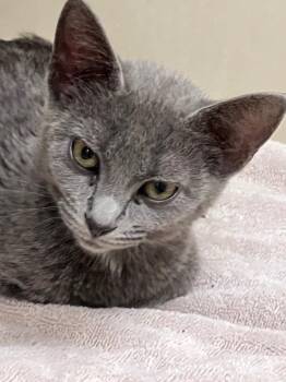 Chloe -  Domestic Short Hair Cat for Adoption in Christiansburg, Virginia - Chloe | PetCurious