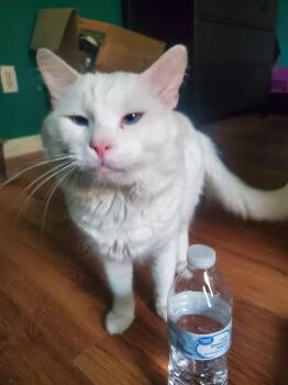 Domestic Medium Hair Cats Available for Adoption - Snowball (Bonded With Mason) | PetCurious