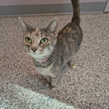 Baroness Von Fluff -  Domestic Short Hair Cat for Adoption in Knoxville, Tennessee - Baroness Von Fluff | PetCurious