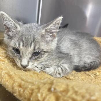 Tinker -  Domestic Short Hair Cat for Adoption in Donalsonville, Georgia - Tinker | PetCurious