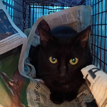 Domestic Short Hair Cats Available for Adoption in Lynchburg, Virginia - Levianna | PetCurious