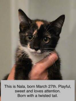 Nala -  Domestic Short Hair Cat for Adoption in Kannapolis, North Carolina - Nala | PetCurious