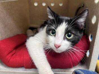 Domestic Short Hair Cats Available for Adoption in Moreno Valley, California - A550873 | PetCurious