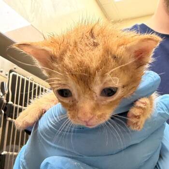 Bean -  Domestic Short Hair Cat for Adoption in Winston-salem, North Carolina - Bean | PetCurious