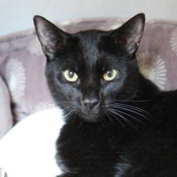 Igor -  Domestic Short Hair Cat for Adoption in Atlanta, Georgia - Igor | PetCurious