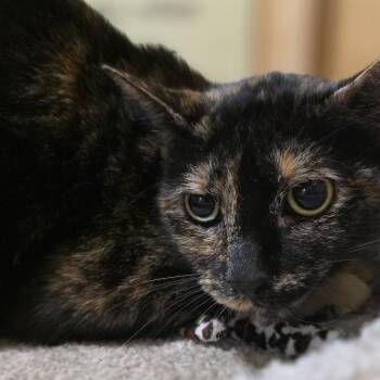 Peanut -  Domestic Short Hair Cat for Adoption in Rowlett, Texas - Peanut | PetCurious