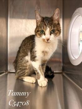 Domestic Medium Hair Cats Available for Adoption in Clarksville, Tennessee - Tammy | PetCurious