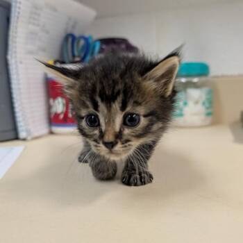 Charles -  Domestic Medium Hair Cat for Adoption in Ardmore, Oklahoma - Charles | PetCurious