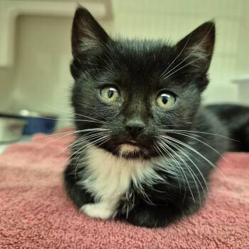 Rescue Domestic Short Hair Cats for Adoption in Drumheller, Alberta - Miriam | PetCurious