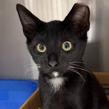 Domestic Short Hair Cats Available for Adoption in Fernandina Beach, Florida - Rook | PetCurious