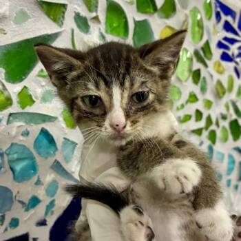 FRANCISCO -  Domestic Short Hair Cat for Adoption in Pensacola, Florida - FRANCISCO | PetCurious