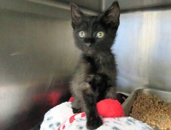 A475659 -  Domestic Short Hair Cat for Adoption in Oklahoma City, Oklahoma - A475659 | PetCurious