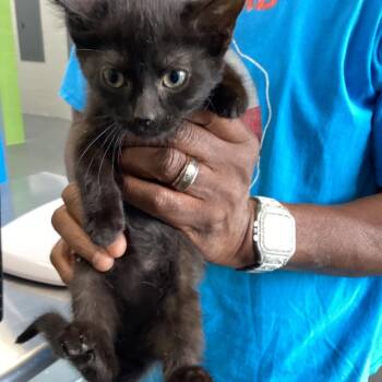 Fuzz -  Domestic Short Hair Cat for Adoption in Montgomery, Alabama - Fuzz | PetCurious