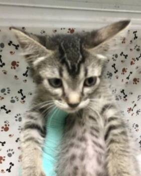 MAYA -  Domestic Short Hair Cat for Adoption in Riverside, California - MAYA | PetCurious