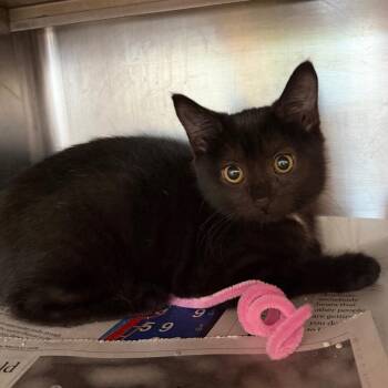 Tangerine -  Domestic Short Hair Cat for Adoption in Chicago, Illinois - Tangerine | PetCurious