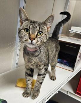 Luna -  Domestic Short Hair Cat for Adoption in Fremont, Ohio - Luna | PetCurious