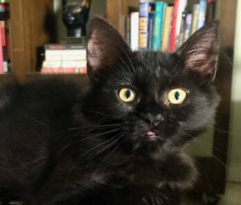 Cherry -  Domestic Medium Hair Cat for Adoption in Orlando, Florida - Cherry | PetCurious