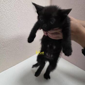 Cider -  Domestic Short Hair Cat for Adoption in Jupiter, Florida - Cider | PetCurious