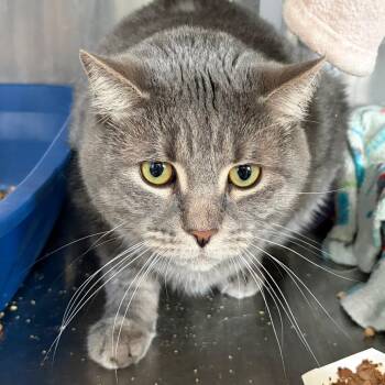 Domestic Medium Hair Cats Available for Adoption - Sundance | PetCurious