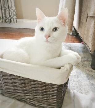 Harold -  Domestic Medium Hair Cat for Adoption in Philadelphia, Pennsylvania - Harold | PetCurious